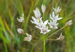 Allium ramosum