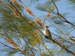 Philemon citreogularis