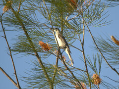 Philemon citreogularis