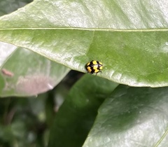 Illeis galbula