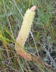 Orostachys malacophylla