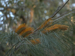 Grevillea pteridifolia