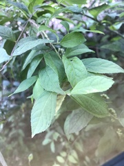 Callicarpa