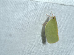 Flatidae
