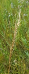 Achnatherum sibiricum