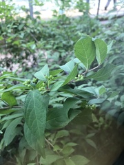 Callicarpa