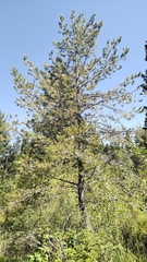 Pinus flexilis