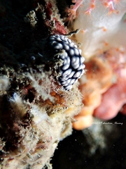 Phyllidiella
