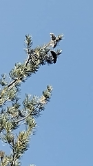 Pinus flexilis