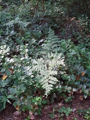 Pteridium aquilinum pubescens
