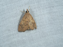 Pyraustinae