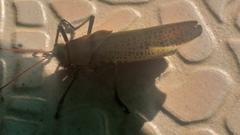 Taeniopoda varipennis