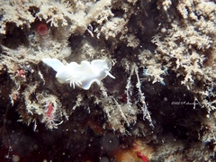 Glossodoris buko