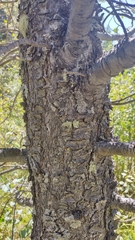 Pinus flexilis