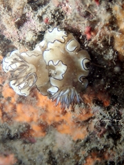 Doriprismatica atromarginata