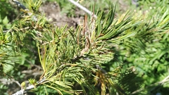 Pinus flexilis