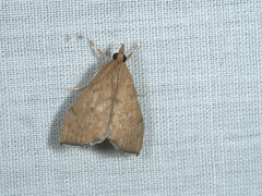 Pyraustinae