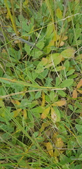 Potentilla acaulis