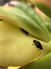 Ellipsidion australe