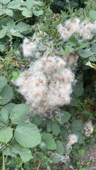 Clematis ligusticifolia
