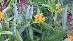 Asclepias tuberosa
