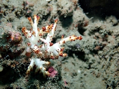 Chironephthya