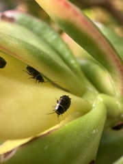 Ellipsidion australe