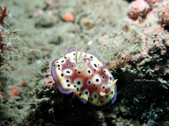 Goniobranchus kuniei