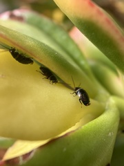Ellipsidion australe