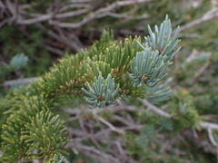 Picea engelmannii