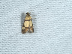 Deuterarcha xanthomela
