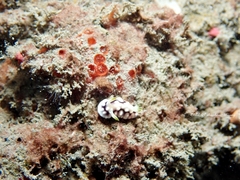 Goniobranchus geometricus