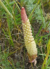 Orostachys malacophylla