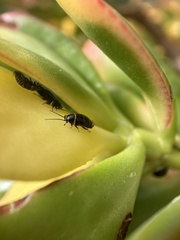 Ellipsidion australe