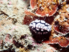 Phyllidiella