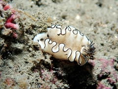 Doriprismatica atromarginata