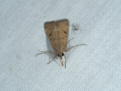 Pyraustinae