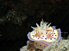 Goniobranchus kuniei