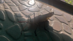 Taeniopoda varipennis