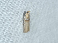 Asclerobia flavitinctella