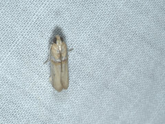 Asclerobia flavitinctella