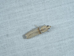 Asclerobia flavitinctella