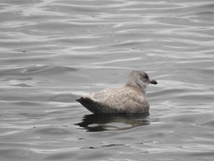 Larus glaucescens × hyperboreus