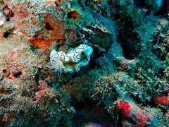 Doriprismatica atromarginata