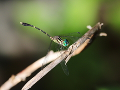 Nannophlebia eludens