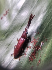 Callirhipidae
