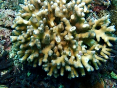 Stylophora