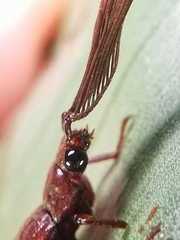 Callirhipidae
