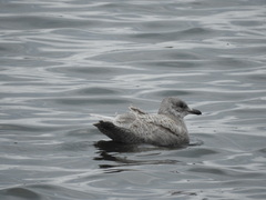 Larus glaucescens × hyperboreus