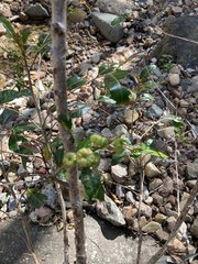 Glochidion ferdinandi